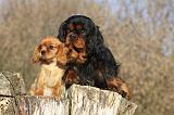 CAVALIER KING CHARLES 392